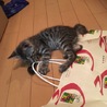 2ヶ月のキジトラちゃん♀ サムネイル5