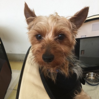 イケワン☆ヨーキー♂四郎