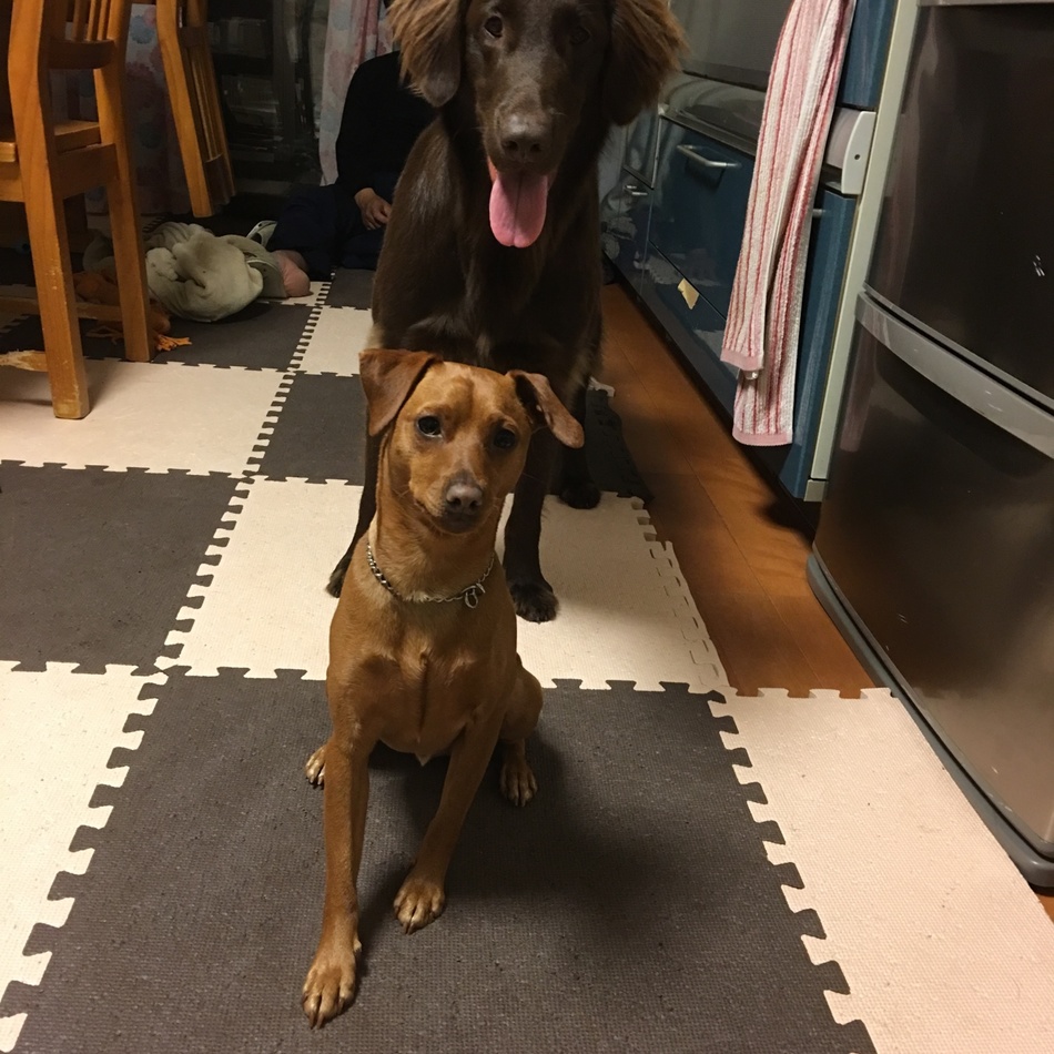 颯（はやて)のカバー写真