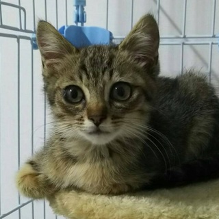 キジトラ（男の子）