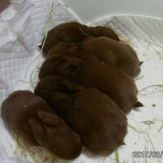 はこだてのカバー写真