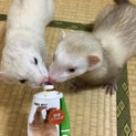 フェレット 2匹の里親募集です