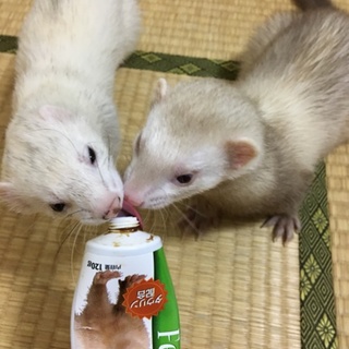 フェレット 2匹の里親募集です