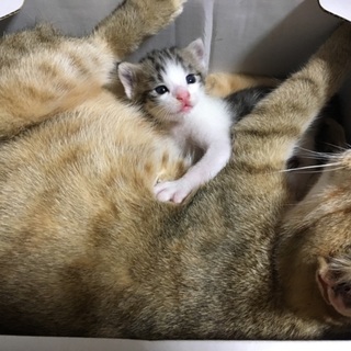 茶白♀生後1ヶ月