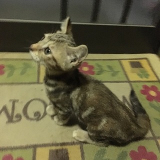 ブラウンアメショ♀生後2ヶ月