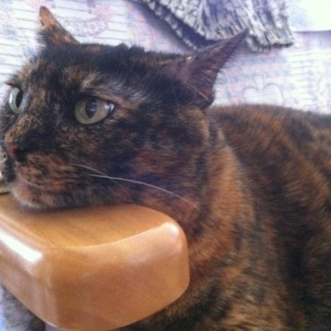 チョコ16のカバー写真