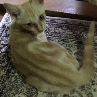 レッドタビーアメショ♂生後2ヶ月