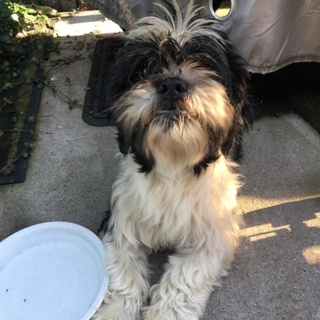 生後9年目 元気なシーズー