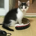 元気なハチワレ美猫くん
