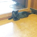 生後約2カ月　黒猫くん