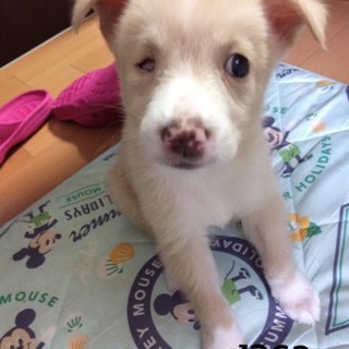 ♂262 里親募集です！