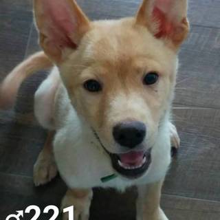 ♂221 里親募集です！