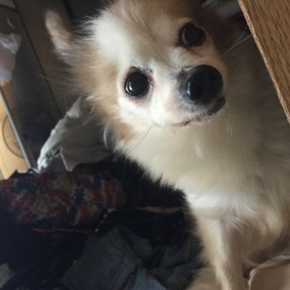 甘えん坊チワワのたんちゃん