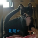 仮名・朝陽くん、黒白