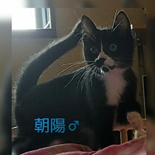 仮名・朝陽くん、黒白