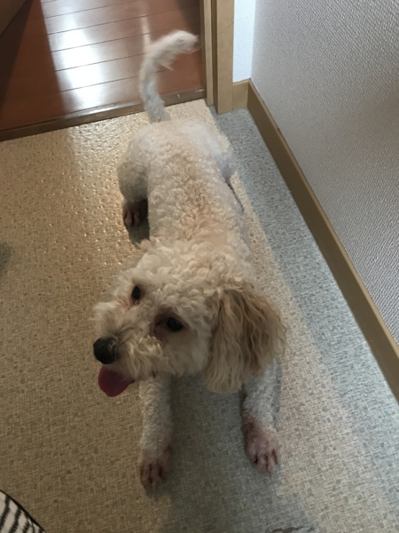 とても可愛いマルプーちゃん 大阪府 犬の里親募集 1725 ペットのおうち 月間利用者150万人