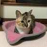 まめ