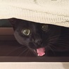 の写真