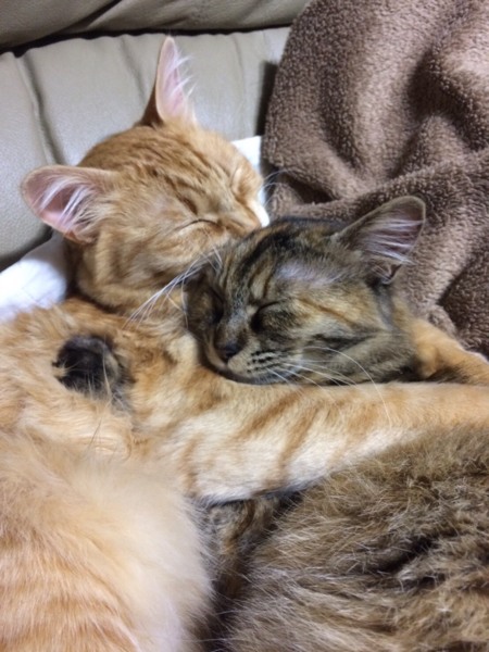 いつも一緒のなかよし猫 東京都 猫の里親募集 1721 ペットのおうち 月間利用者150万人