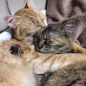 いつも一緒のなかよし猫