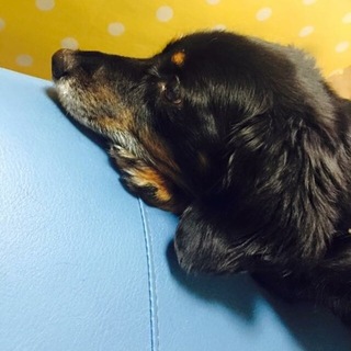 チワックス11歳ゆうくん