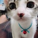 キュートなお顔のツゥーちゃんです