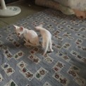 家族が決まりました