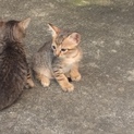 目鼻立ちの綺麗な子猫ちゃん
