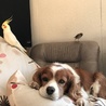 ペコピヨ