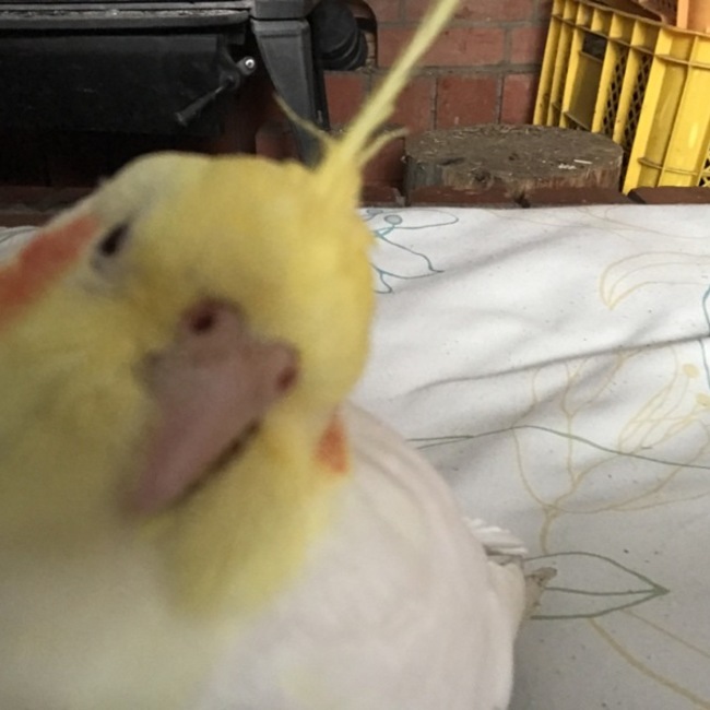 ペコピヨのカバー写真
