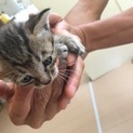 可愛い子猫ちゃん（雄）の里親募集