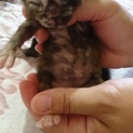 生まれたて☆サビ猫☆baby