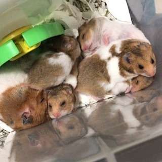 ゴールデンハムスター　５匹　オス