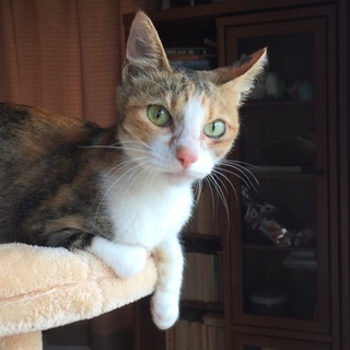 可愛いミケちゃんです