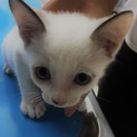里親が決まりました！