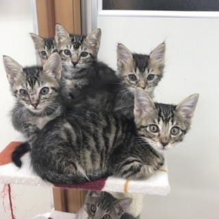 ☆保健所からのレスキュー　きじ４兄妹☆