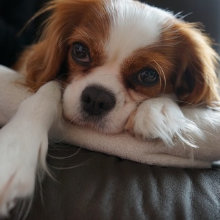 キャバリア　元気な女の子です