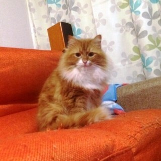 ラガマフィン　6歳のオスです