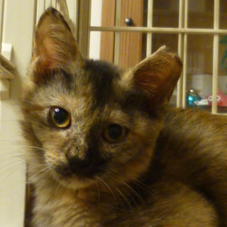 なんとなく可愛いこです。