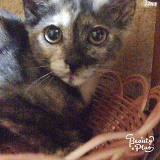 甘えたのサビちゃん