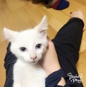 美人な白猫ちゃん