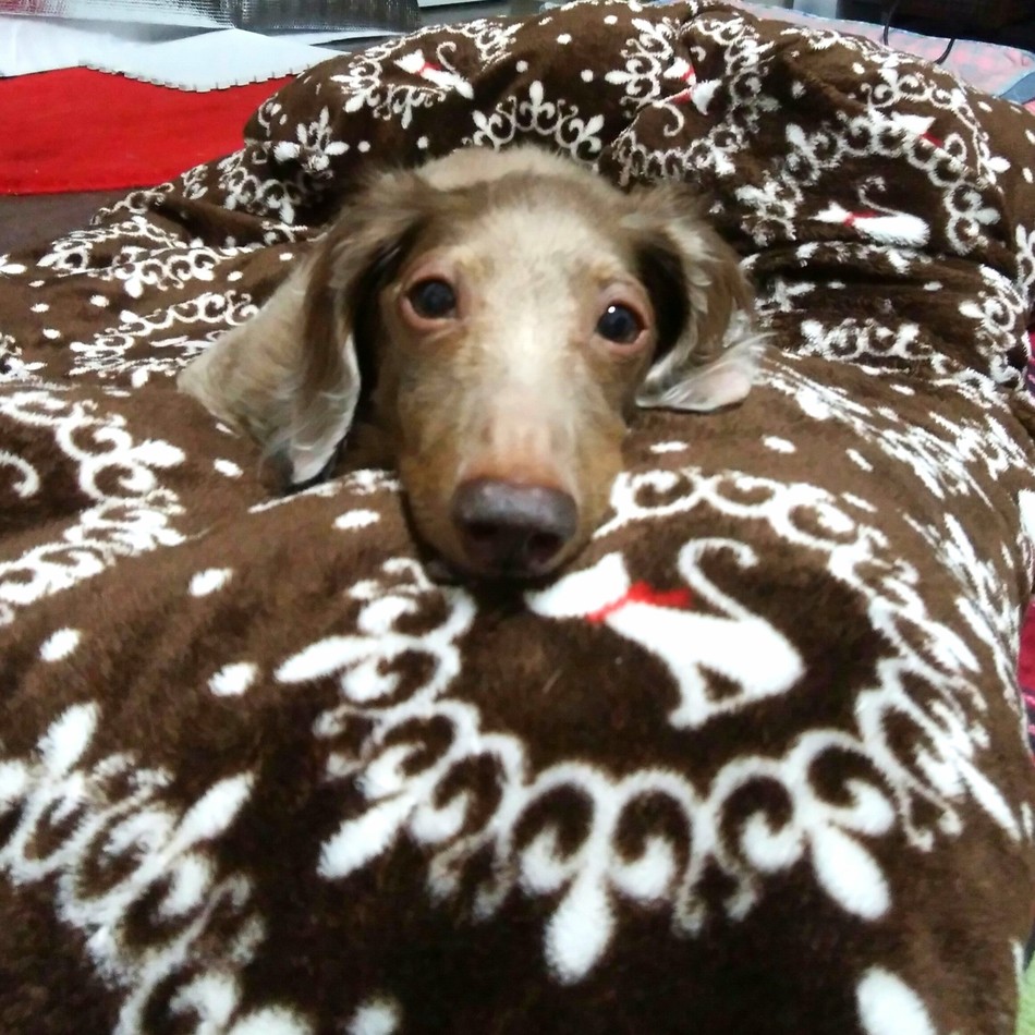 ラクのカバー写真