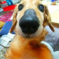 わらび