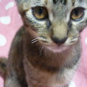 ４月２５日産まれのねこ☆里親さん募集！