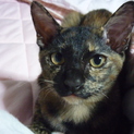 ４月２５日産まれのねこ☆里親さん募集！