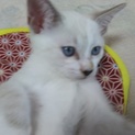 6／23生まれの美猫ちゃん