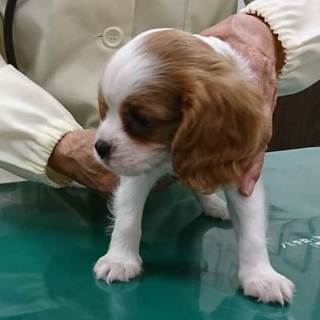 キャバリア　2か月　男の子