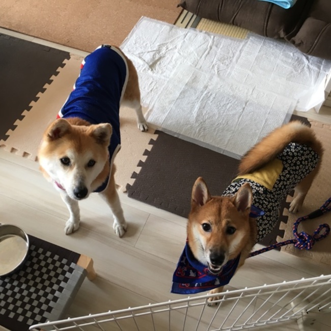らん&とむママのカバー写真