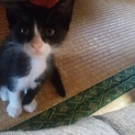 仔猫 三ヶ月くらい