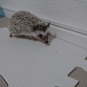 ハリネズミ■5月生まれ■ サムネイル2